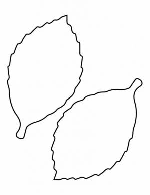 Раскраска Трафареты листьев