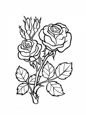Раскраска цветы Розы  для мальчиков