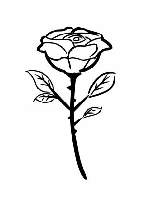 Раскраска цветок розы одна роза