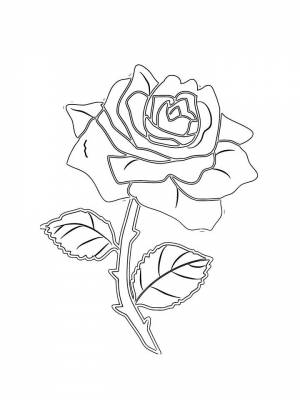 Раскраски цветы Розы   в формате