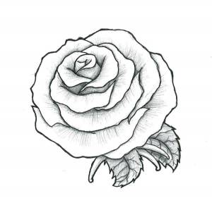 Раскраски роз, Раскраска Рисунок розы цветы