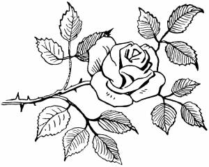 Раскраски цветы, Раскраска Бутон розы цветы