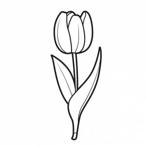 Тюльпан полузакрытый цветок книжка-раскраска линейный рисунок на белом фоне