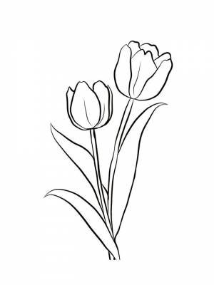 Раскраска цветы Тюльпаны  онлайн