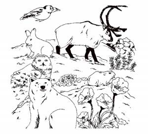 Раскраски животные, Раскраска Животные леса Дикие животные