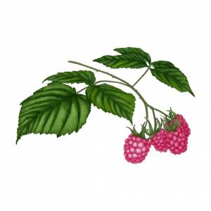 Ветка малины с красными ягодами