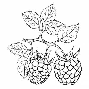 Черно-белая иллюстрация двух ягод малины на ветке с листьями