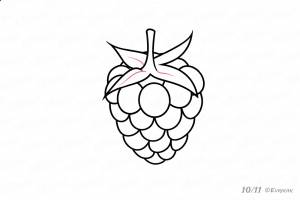 Рисунок малина для детей карандашом