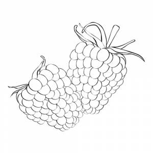 Раскраска Малина