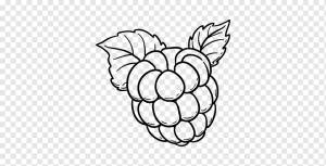 Black Raspberry Книжка-раскраска Фрукты, малина, белый, еда, лист png