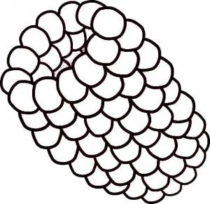 Раскраски Раскраска Малина ягоды фрукты