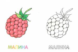 Раскраска малина