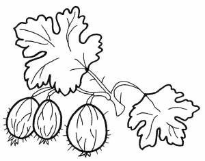 Раскраска Крыжовник на ветке