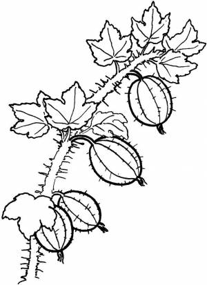 Раскраска Крыжовник