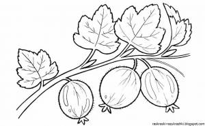 Крыжовник раскраска