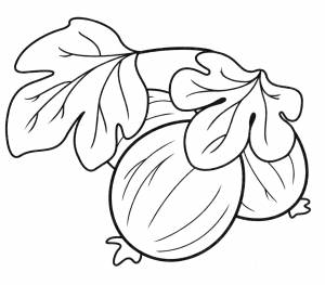 Раскраска Ягоды крыжовника