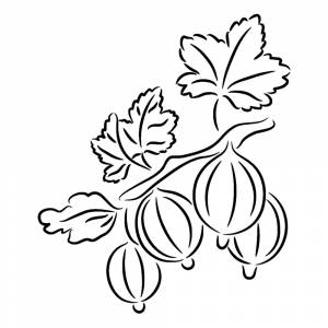 Раскраска Крыжовник