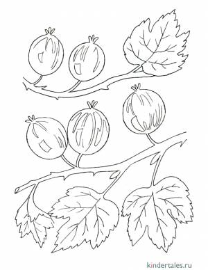 Крыжовник» раскраска для детей