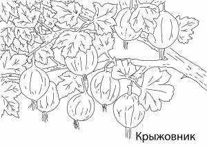 Раскраски Раскраска Крыжовник
