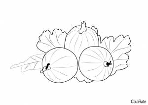 Раскраска Полезные ягоды крыжовника