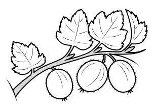 Раскраска Кислый крыжовник