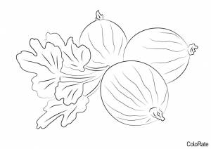 Раскраска Зеленый крыжовник