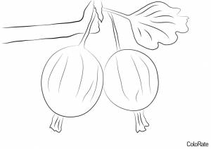 Раскраска Ягоды крыжовника