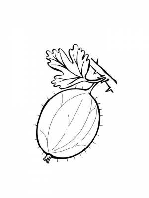 Раскраски Крыжовник   в формате