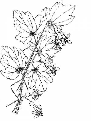 Раскраска Крыжовник картинка в формате  для мальчиков