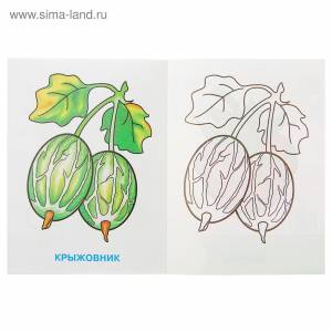 Крыжовник раскраска