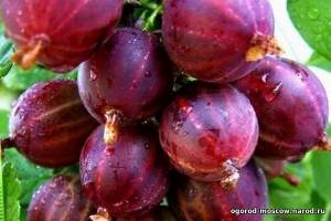 Персональный сайт