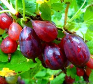 Персональный сайт