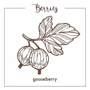 Крыжовник на ветке с листьями монохромный ягодный рисунок