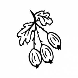 Крыжовник в линейном стиле изолированный ручной рисунок кислой ягодной векторной иллюстрации наброски каракулей