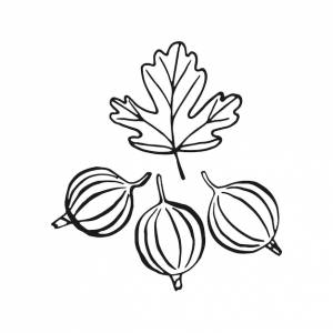 Иллюстрация крыжовника, нарисованная вручную, преобразована в вектор