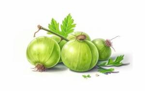 Нарисованный крыжовник на белом фоне акварельные ягоды иллюстрации сгенерированы ai