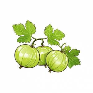 Ручной обращается крыжовник изолированный белый фон