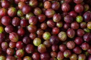 Ягоды красного крыжовника