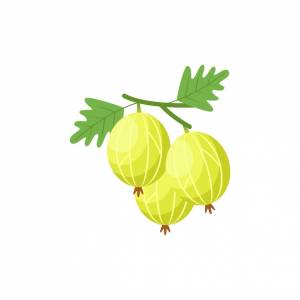 Крыжовник плоский дизайн клип арт векторные иллюстрации, изолированные на белом фоне