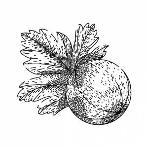 Ягода крыжовника рисованной спелый зеленый натуральный органический сладкий свежий ягодный крыжовник векторный эскиз изолированная черная иллюстрация