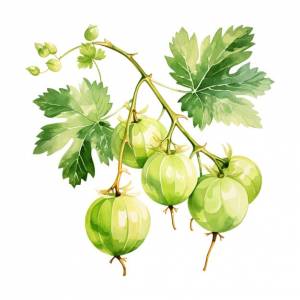 Клипарт крыжовник акварель