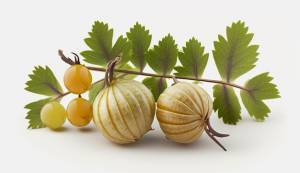 Крыжовник свежая амла зеленая польза для здоровья белое фоновое изображение искусство, созданное искусственным интеллектом