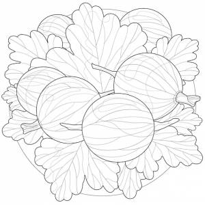 Ягоды крыжовника