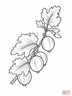 Раскраска Ветка крыжовника