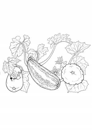 Раскраски, Кабачок
