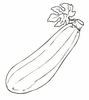 Раскраска Спелый кабачок