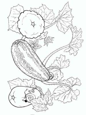 Раскраска Кабачок