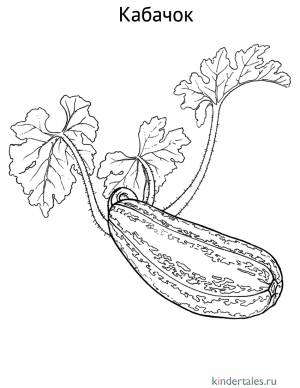 Кабачок» раскраска для детей
