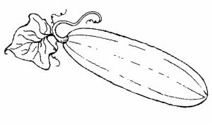 Кабачок рисунок