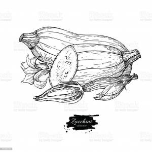 Кабачок рисунок карандашом